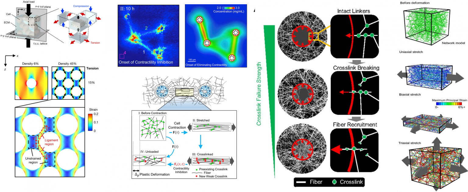 Fibrous Materials – Multiscale Mechanobiology and Biomaterials Laboratory